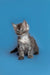 Gray and white fluffy Maine Coon kitten named Tony sitting upright, looking adorable