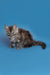 Gray fluffy Maine Coon kitten with wide eyes sitting on a blue surface