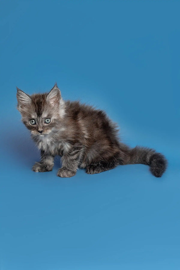 Gray fluffy Maine Coon kitten with wide eyes sitting on a blue surface