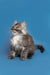 Fluffy gray Maine Coon kitten with curled tail, perfect for any cat lover!