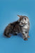 Fluffy gray and white Maine Coon kitten standing proudly on all fours