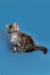 Fluffy gray and white Maine Coon kitten named Tony sitting with an alert expression