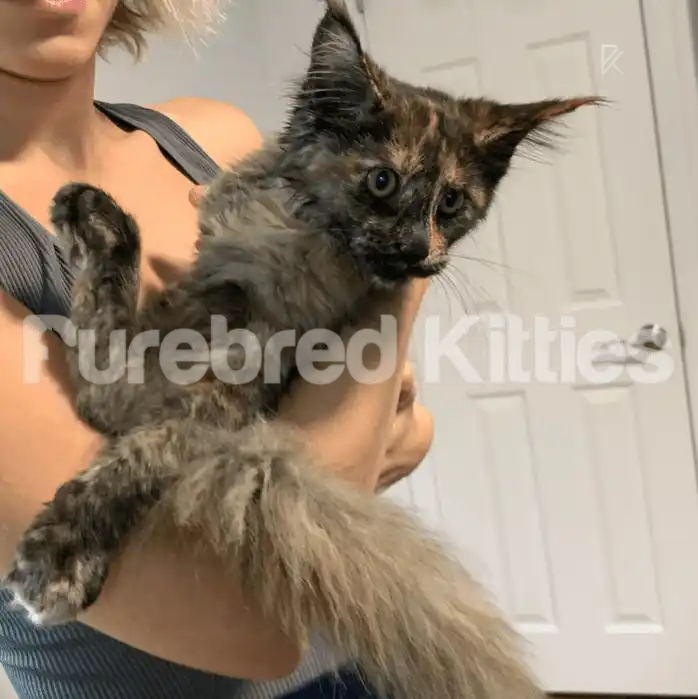 Maine Coon Kittens for Sale Toph | Kitten