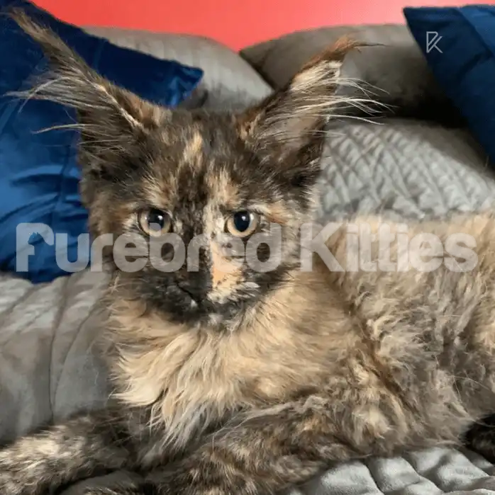 Maine Coon Kittens for Sale Toph | Kitten