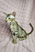 Oriental Shorthair kitten Torry with tabby markings and big ears, super cute!