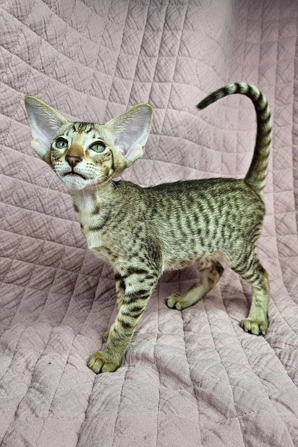 Oriental Shorthair kitten Torry with spotted tabby markings and big ears