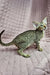 Striped gray Oriental Shorthair kitten Torry with big ears and a cute face