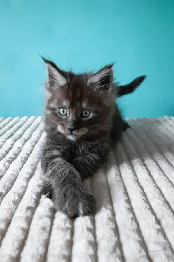 Touareg | maine coon kitten