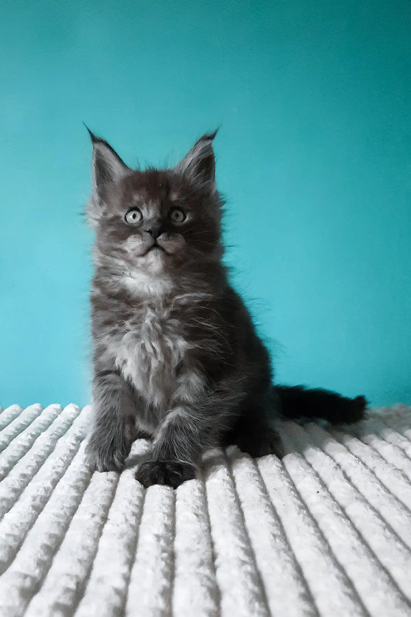 Touareg | maine coon kitten