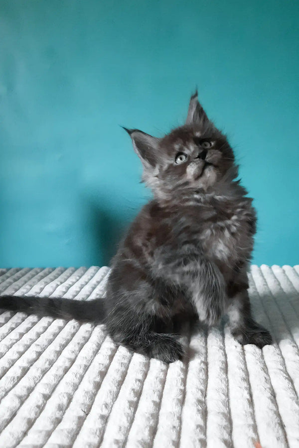 Touareg | maine coon kitten