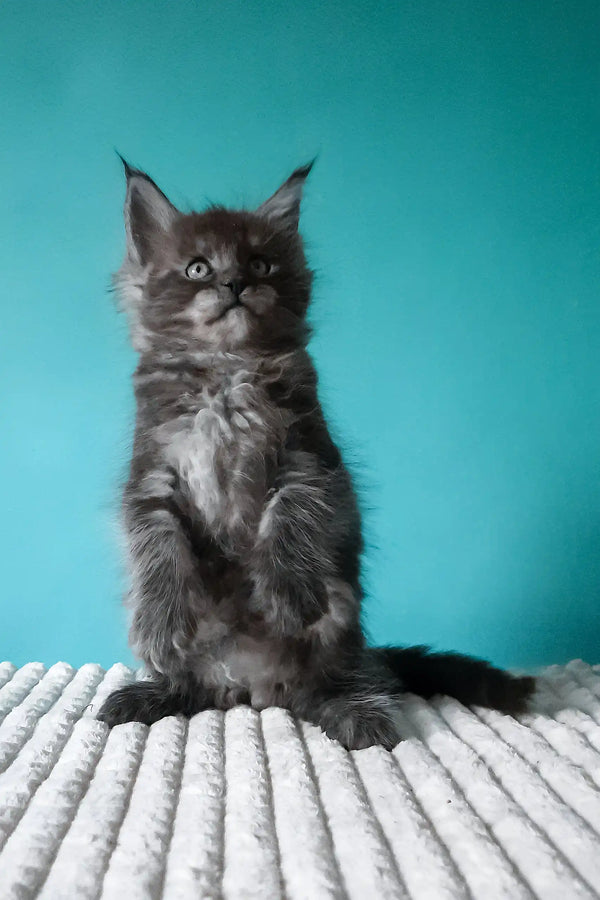 Touareg | maine coon kitten