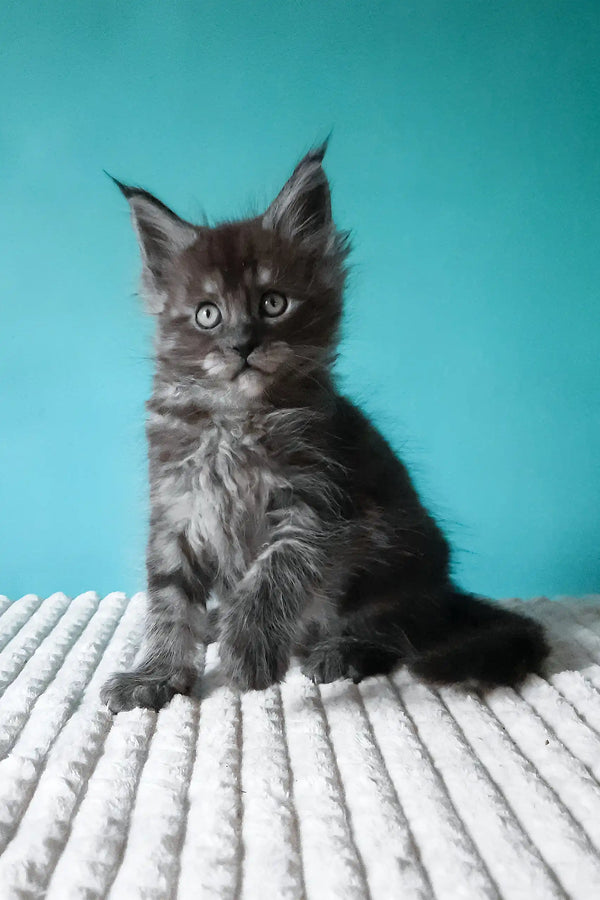 Touareg | maine coon kitten
