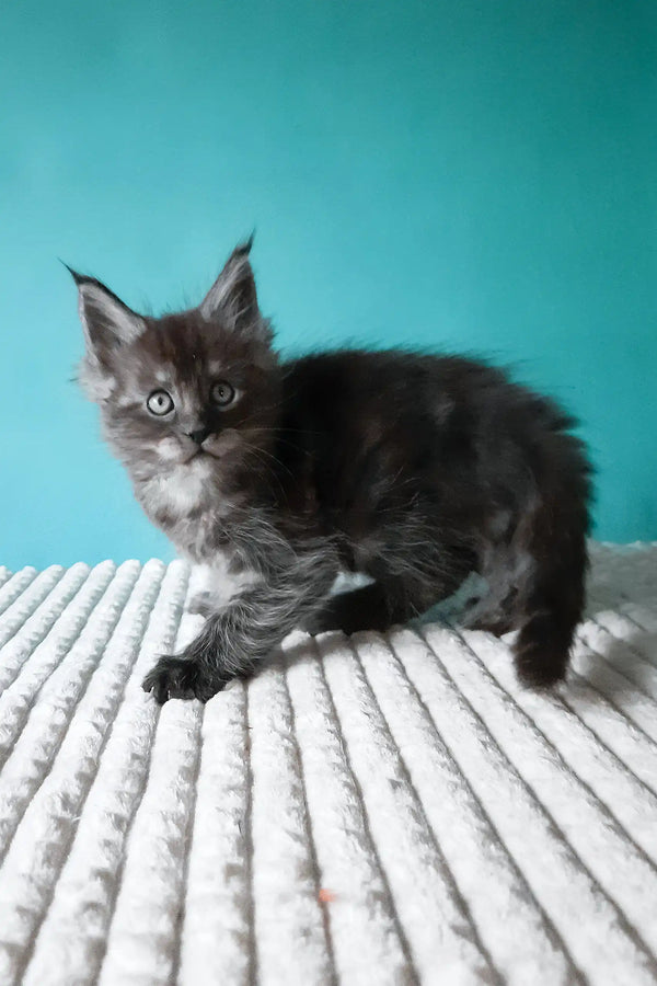 Touareg | maine coon kitten