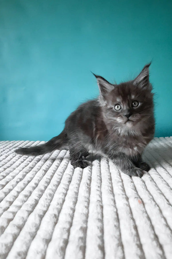 Touareg | maine coon kitten