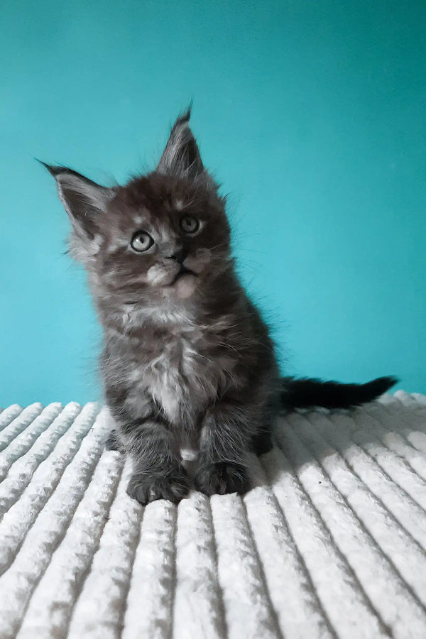 Touareg | maine coon kitten