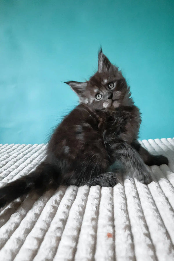 Touareg | maine coon kitten