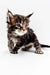 Cute tabby Polydactyl Maine Coon kitten with fluffy fur and bright eyes