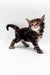 Fluffy tabby Polydactyl Maine Coon kitten standing cutely on a plain surface