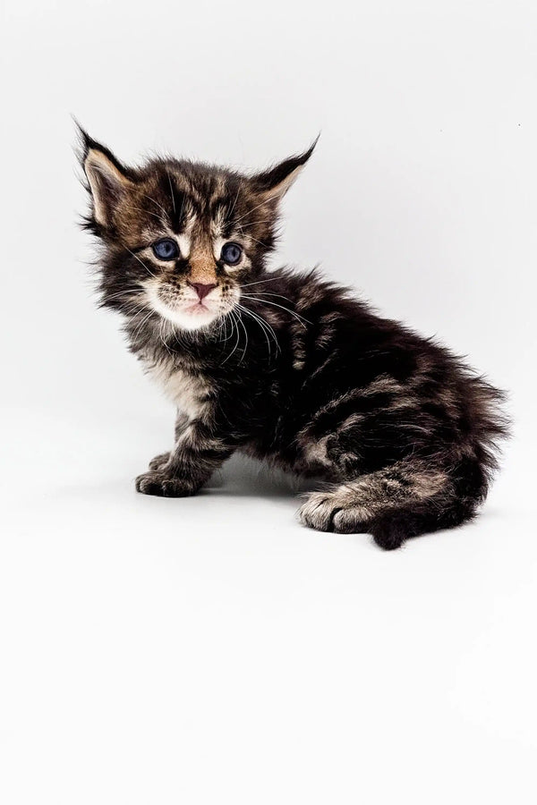 Tabby kitten with wide eyes on white surface, perfect for a Polydactyl Maine Coon lover