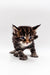 Tabby kitten with striking blue eyes on white surface, Polydactyl Maine Coon charm