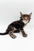 Cute Tabby kitten with wide eyes on a plain surface, perfect for Polydactyl Maine Coon lovers