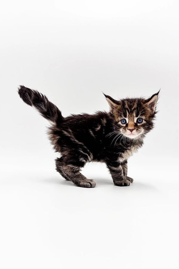 Fluffy Polydactyl Maine Coon kitten with wide eyes and bushy tail, perfect for your home