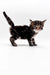 Fluffy Tabby kitten standing on white surface, a charming Polydactyl Maine Coon