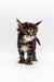 Adorable Polydactyl Maine Coon kitten with wide eyes standing on a white surface