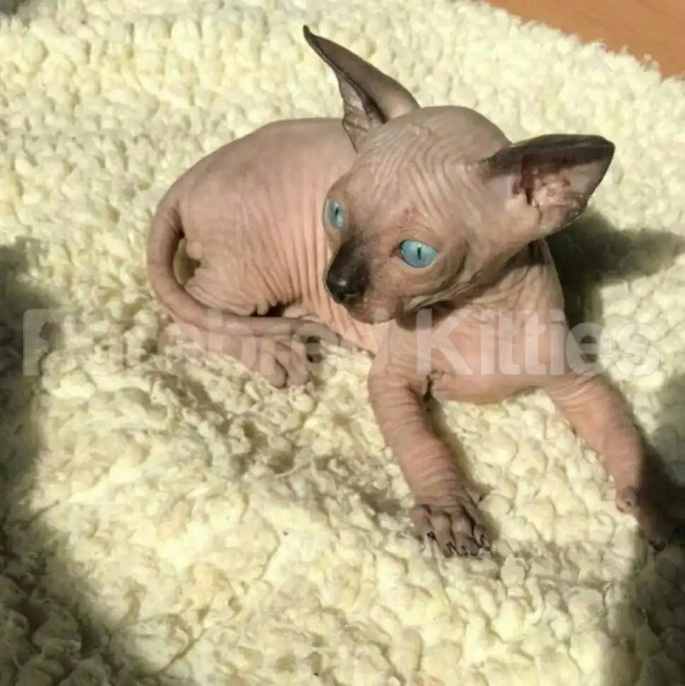 Sphynx Cats for Sale | Kittens For Toulouse | Kitten
