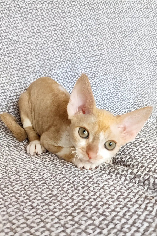 Trewis | devon rex kitten