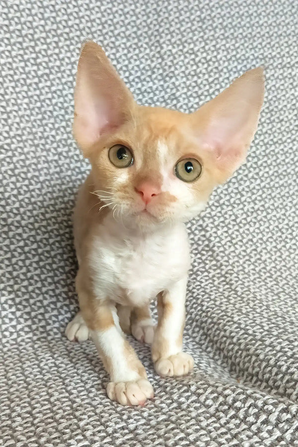 Trewis | devon rex kitten