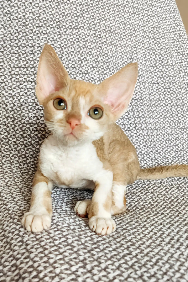 Trewis | devon rex kitten