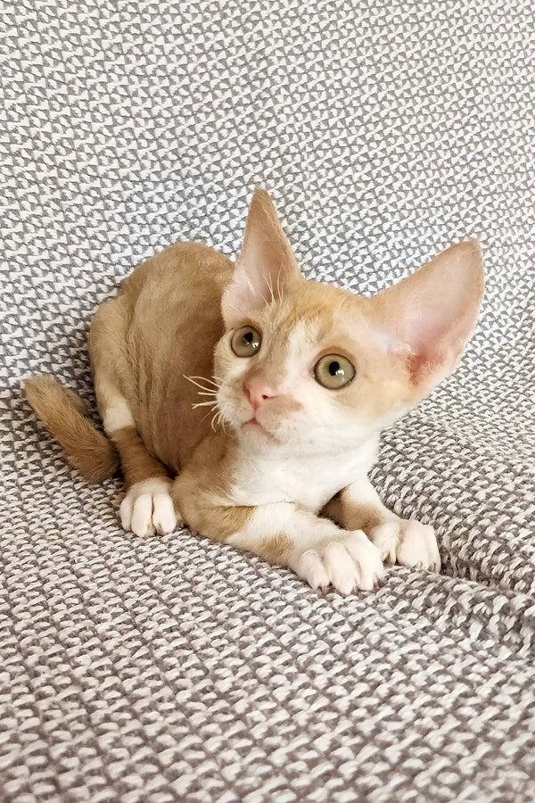 Trewis | devon rex kitten