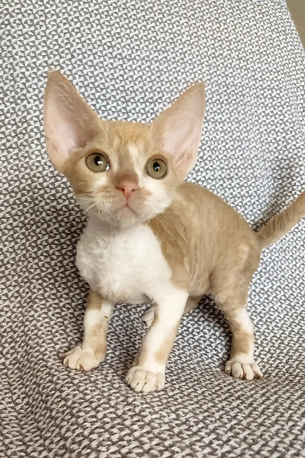 Trewis | devon rex kitten