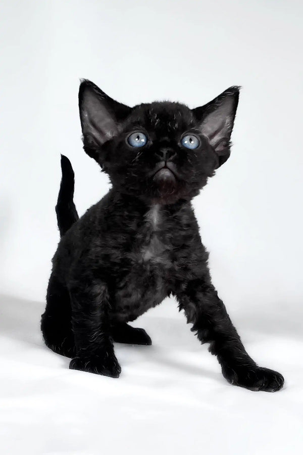 Trinity | devon rex kitten