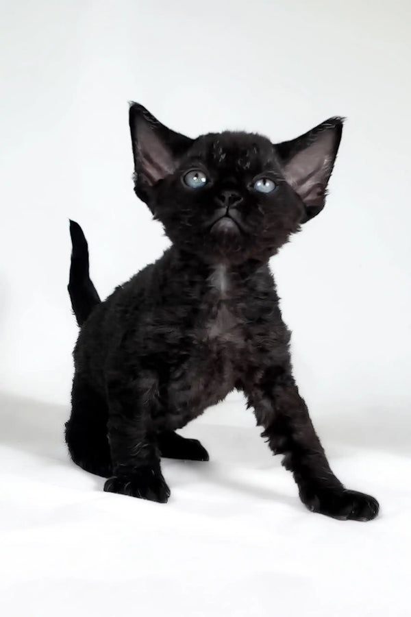 Trinity | devon rex kitten
