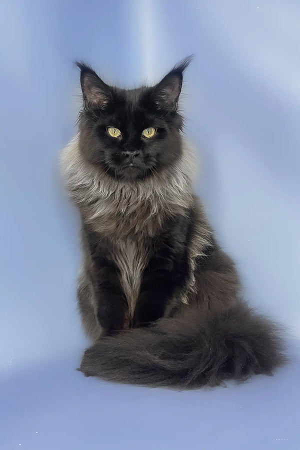 Trinity | maine coon kitten