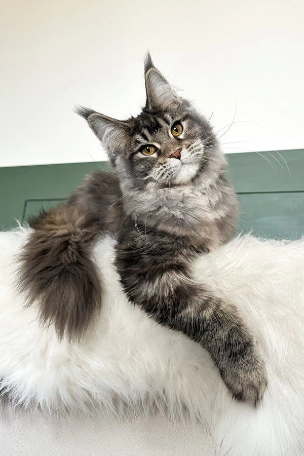 Trinity | maine coon kitten