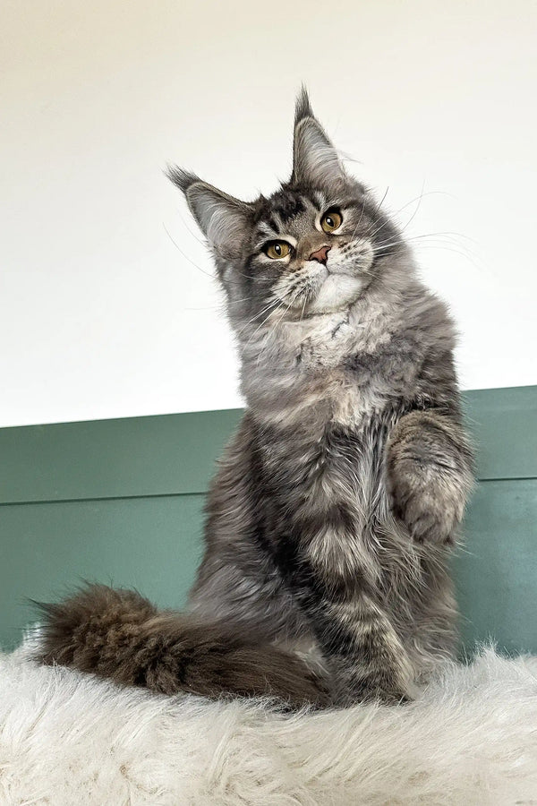 Trinity | maine coon kitten