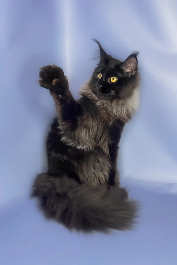 Trinity | maine coon kitten