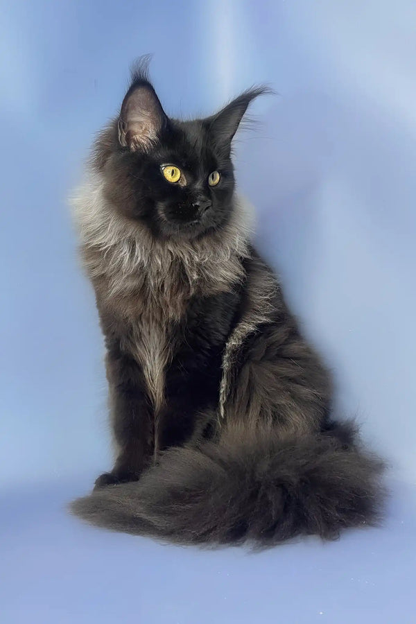 Trinity | maine coon kitten