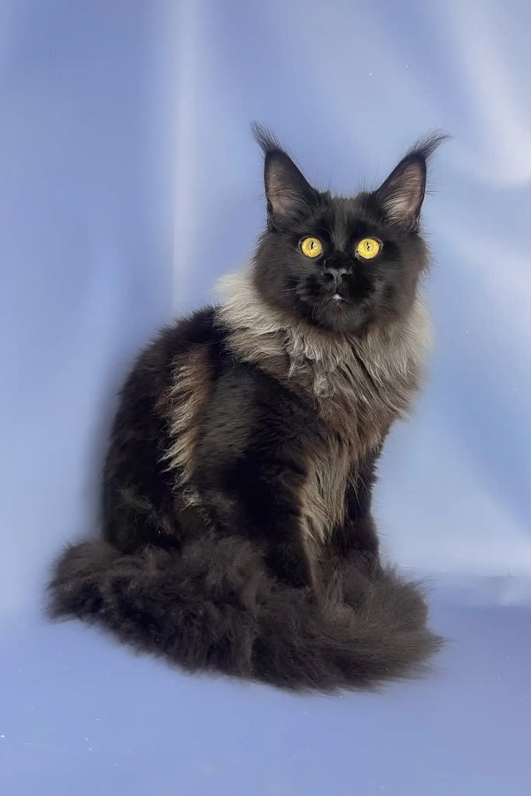 Trinity | maine coon kitten