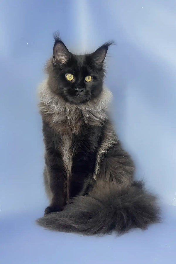 Trinity | maine coon kitten