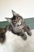Trinity | maine coon kitten