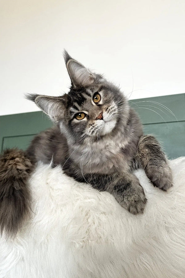 Trinity | maine coon kitten