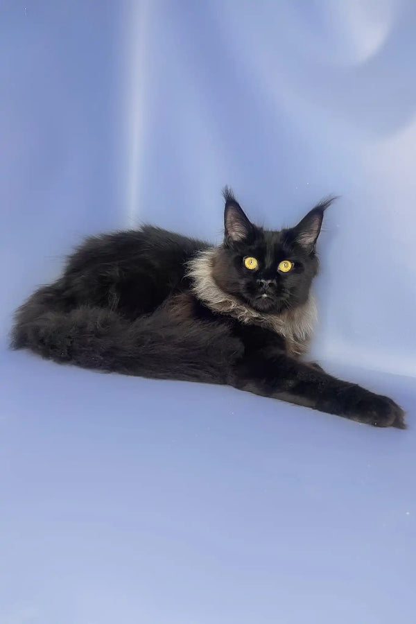 Trinity | maine coon kitten