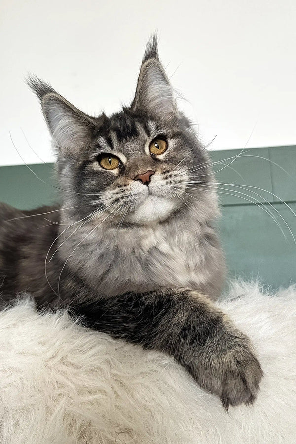 Trinity | maine coon kitten