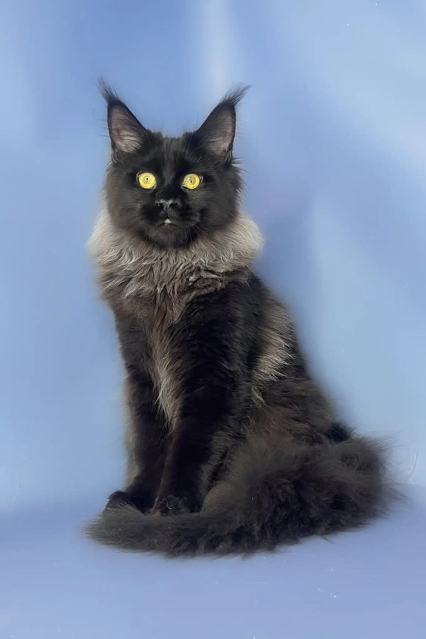 Trinity | maine coon kitten