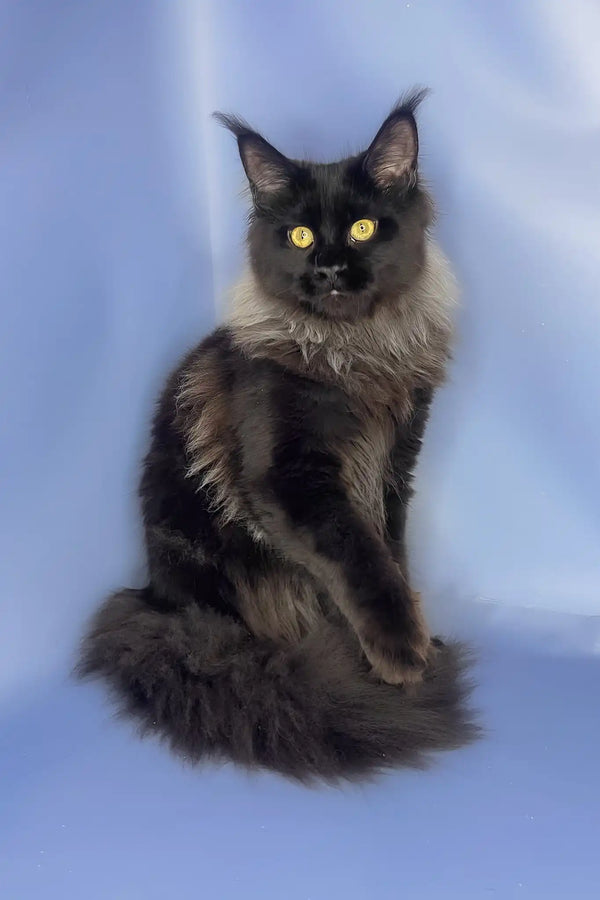 Trinity | maine coon kitten