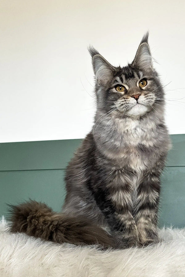 Trinity | maine coon kitten